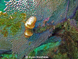 Flamingo Tongues grazing on sea fan by Ryan Marchese 